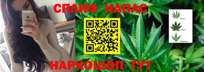 стафф Кингисепп