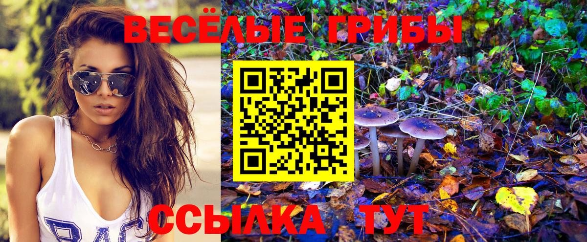 Галлюциногенные грибы Psilocybine cubensis Чебаркуль